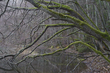 Kahle Bäume entlang des Flusses im Wald - FOLF02526