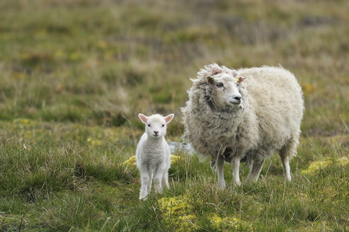 Zwei Schafe auf einer Wiese - FOLF02541