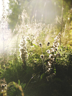 Wildblumen bei Sonnenaufgang - FOLF02592