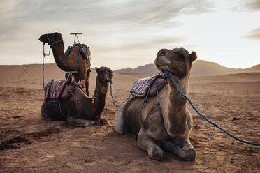 Kamele entspannen sich auf Sand in der Wüste gegen den Himmel - CAVF30721