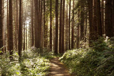 Scenic view of forest on sunny day - CAVF30727