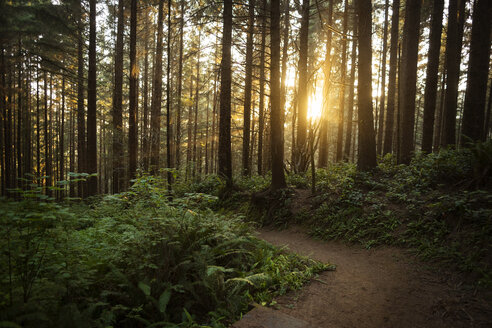 Blick auf die Bäume im Wald bei Sonnenuntergang - CAVF30728