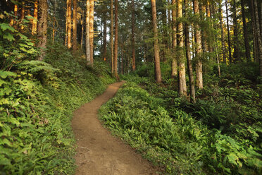 Schotterstraße inmitten von Bäumen im Wald bei Sonnenuntergang - CAVF30730