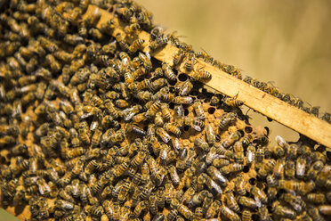 Close-up of honey bees on beehive in frame - CAVF30766