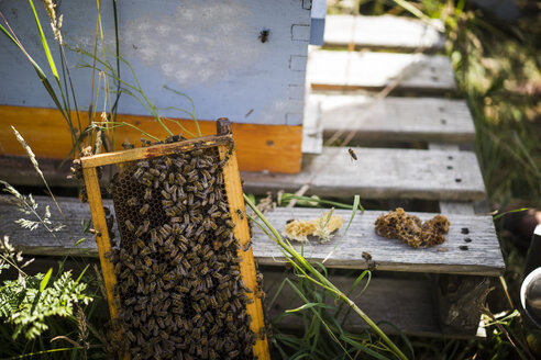 Hochformatige Ansicht von Honigbienen auf einem Bienenstock im Rahmen - CAVF30768