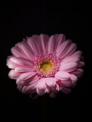 Studioaufnahme von rosa Gerbera-Gänseblümchen - FOLF02603