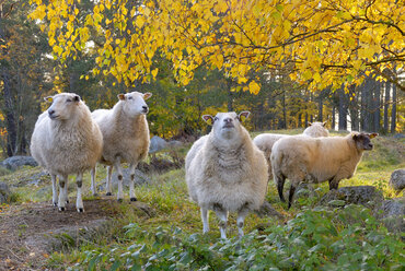 Schafe auf der Weide - FOLF02656