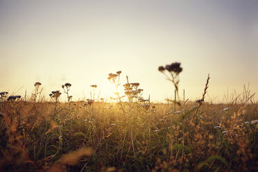 Sonnenuntergang über dem Feld - FOLF02874