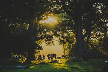 Cows grazing at sunset - FOLF02877