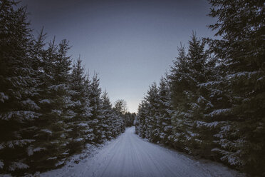 Straße zwischen Bäumen im Winter - FOLF02884