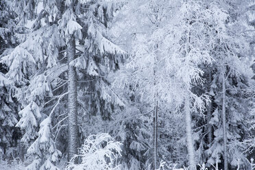 Wald im Winter - FOLF03596