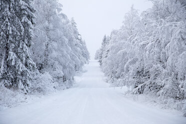 Road in forest in winter - FOLF03599