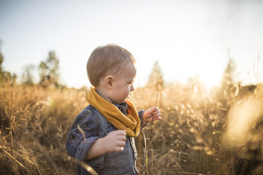 Kleiner Junge pflückt getrocknete Pflanzen, während er auf einem Feld gegen den Himmel steht - CAVF30902