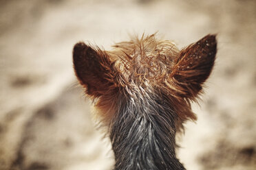 Rückansicht eines Hundes mit nassen Haaren - CAVF31019