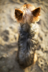 Yorkshire Terrier entspannt sich im Sand - CAVF31061