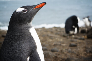 Nahaufnahme eines Pinguins auf einem Feld am Meer - CAVF31065