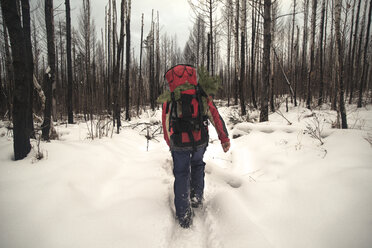 Rückansicht eines Wanderers, der einen Rucksack trägt, während er durch einen schneebedeckten Wald läuft - CAVF31089