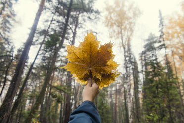 Ausgeschnittenes Bild einer Frau, die Herbstblätter gegen Bäume im Wald hält - CAVF31091