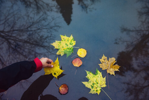 Cropped image of hand holding leaf floating in water - CAVF31092