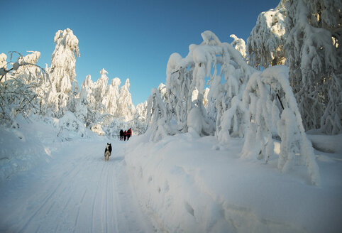 Entfernte Ansicht von Hund und Menschen zu Fuß auf schneebedeckten Straße - CAVF31100