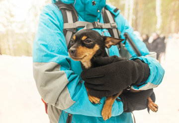 Mittelteil einer Frau, die einen schwarzen Chihuahua im Winter hält - CAVF31104
