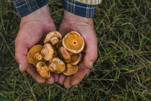 Ausgeschnittenes Bild eines Mannes mit Pilzen auf einem Feld - CAVF31155