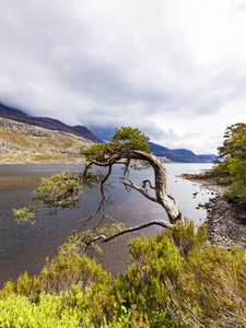 Vereinigtes Königreich, Schottland, Highland, Loch Maree, Süßwassersee - WDF04494