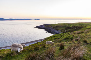 United Kingdom, Scotland, Highland, Loch Broom, near Ullapool, Rhue Lighthouse, sheep on meadow in the evening light - WDF04503