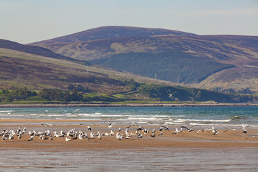 Vereinigtes Königreich, Schottland, Ostküste, Brora, Nordsee, Strand und Seemöwen - WDF04509