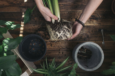 Woman repotting a peace lily - SKCF00357