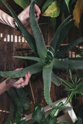 Woman caring for an aloe vera - SKCF00359