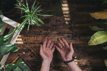 Frau mit Pflanzen zeigt ihre Hände voller Erde - SKCF00360