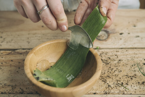 Nahaufnahme einer Frau, die mit einem Löffel das Fruchtfleisch der Schoten einer Aloe vera entfernt - SKCF00364