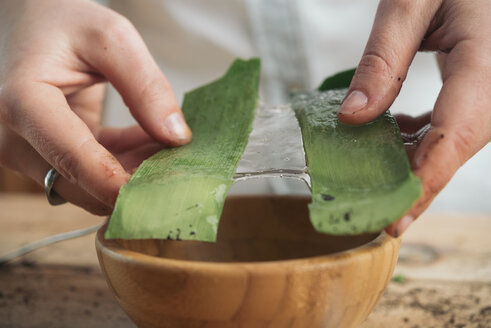 Nahaufnahme einer Frau, die das Fruchtfleisch der Schoten einer Aloe vera hält - SKCF00365