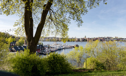 Bäume, vertäute Boote im Hintergrund in Stockholm - FOLF03738