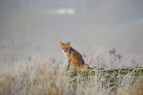 Rotfuchs auf der Wiese sitzend, lizenzfreies Stockfoto