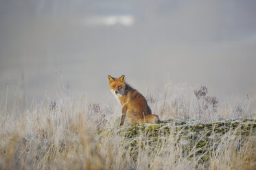 Rotfuchs auf der Wiese sitzend - FOLF03832