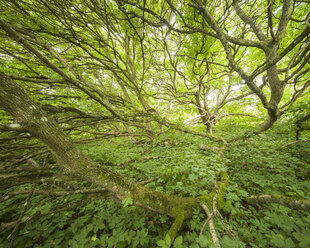 Branches of Norway maple - FOLF03869