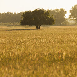 Baum auf der Wiese - FOLF03870