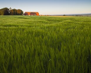 Green barley field - FOLF03873