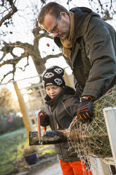 Vater mit Sohn beim Sägen einer Tanne im Hinterhof - FOLF03900