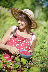 Woman picking raspberries - FOLF03998