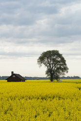 Baum und Haus im gelben Feld - FOLF04021