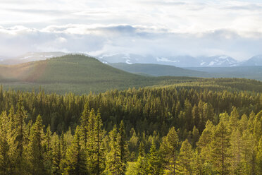Landschaftlicher Blick auf einen Kiefernwald mit Bergen im Hintergrund - FOLF04031