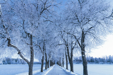 Winterlandschaft mit Straße und Bäumen - FOLF04038