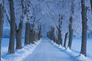 Winterlandschaft mit Straße und Bäumen - FOLF04039