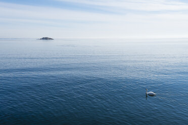 Seascape with mute swan - FOLF04042