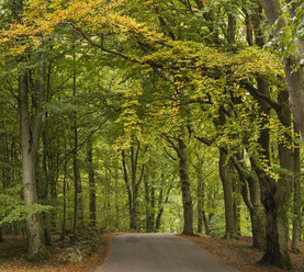 Empty road in forest - FOLF04055