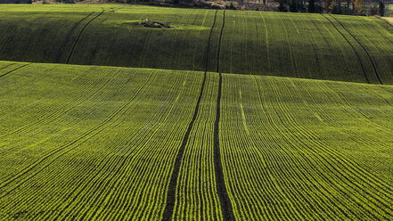 Striped green field - FOLF04056