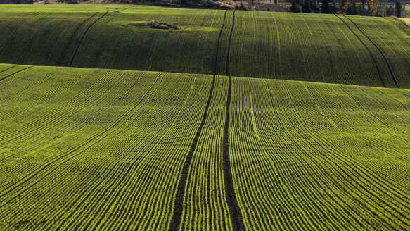 Gestreiftes grünes Feld - FOLF04056